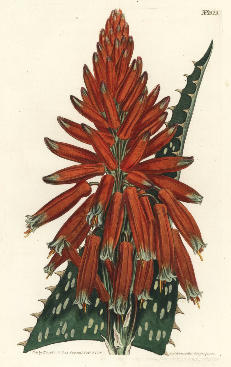 Aloes macule - Szappan vagy zebra aloe, Aloe maculata (Pettyeslevelű aloe, Aloe picta). F. Sansom Jr. kézi színű rézmetszete Sydenham Edwards illusztrációja után a William Curtis Botanical Magazine-ból, T. Curtis, London alkotó: Sydenham Teast Edwards