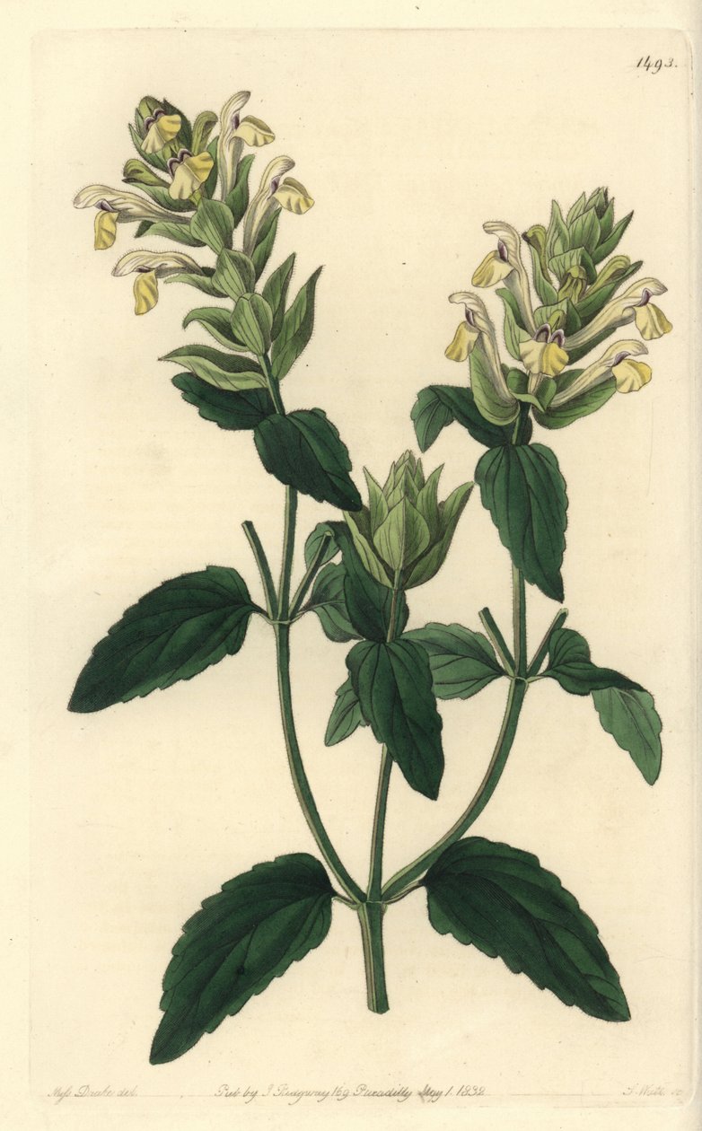 Alpesi scutellaria - alpesi koponya, Scutellaria alpina (Alpesi scutellaria, komlóvirágú fajta, Scutellaria alpina var. lupulina). S. Watts kézi színű rézmetszet Miss Sarah Drake illusztrációja után a Sydenham Edwards Botanical című művéből alkotó: Sydenham Teast Edwards