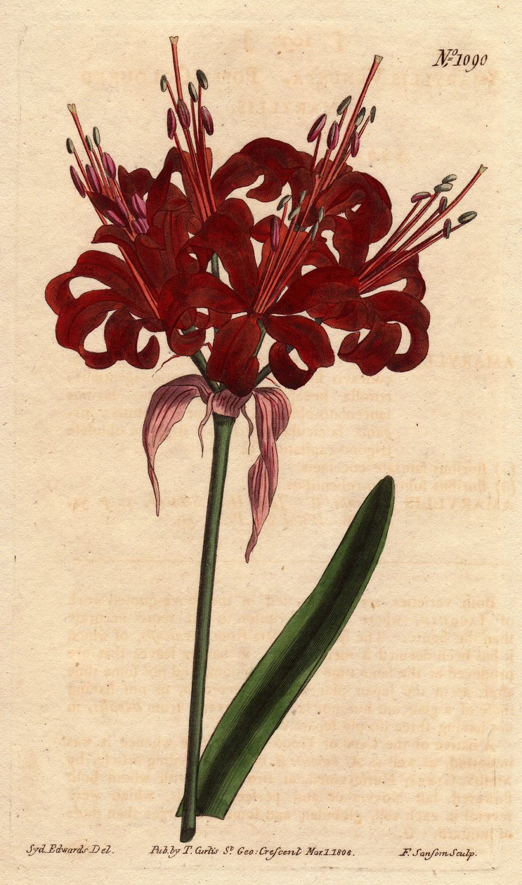 Amaryllis mák színű, sötét karmazsin virágokkal, egyetlen lábról virágzik. Eredetileg Cape of Good Esperance-ről (Dél-Afrika). Mák színű amarillisz, mély, bíbor virágokkal, amelyek egyetlen szárból nyílnak. A Jóreménység-fok szülötte. Amarillisz alkotó: Sydenham Teast Edwards