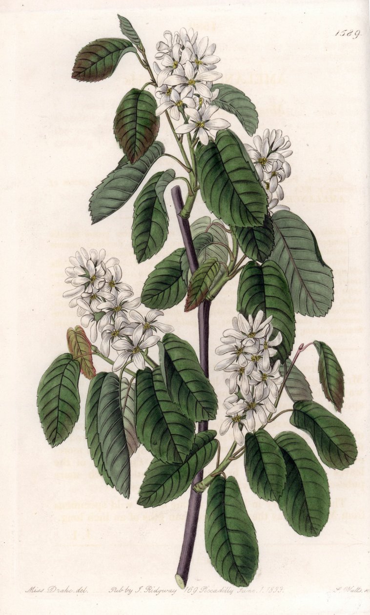 Amelanchier égerlevelekkel vagy virágos arónia – S. Watts által metszett tábla Sarah Anne Drake (1803-1857) illusztrációjáról, a Sydenham Edwards (1768-1819) botanikai nyilvántartásából, Angliából alkotó: Sydenham Teast Edwards