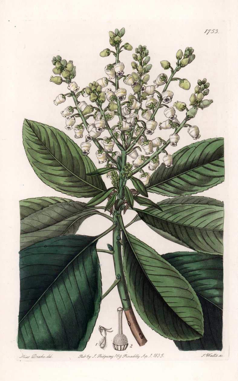 Amerikai arbutusfa – S.Watts vésette, Sarah Anne Drake (1803-1857) illusztrációjából, a Sydenham Edwards (1768-1819) botanikai nyilvántartásából, Angliából alkotó: Sydenham Teast Edwards