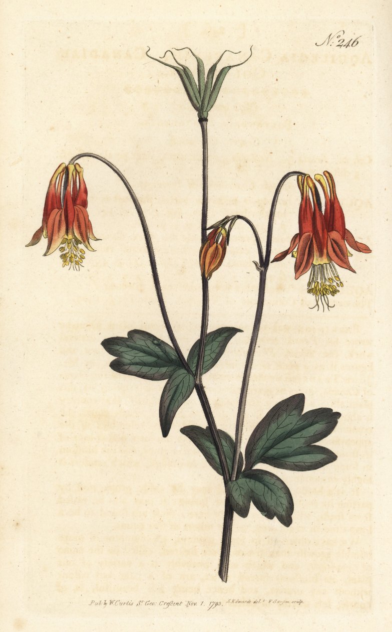 Ancolia du Canada – kanadai columbine. Aquilegia canadensis. Sansom kézzel színezett rézmetszet Sydenham Edwards illusztrációja nyomán William Curtis Botanical Magazine-ból, London alkotó: Sydenham Teast Edwards