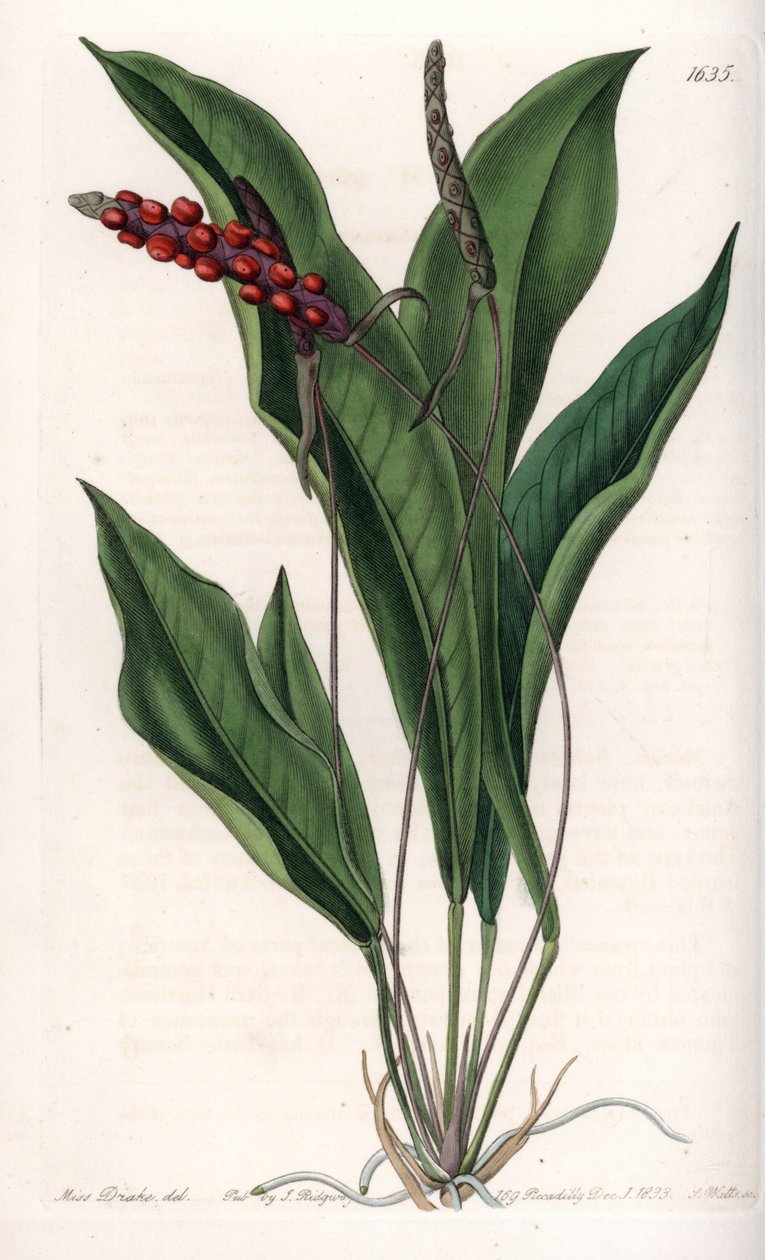 Anthurium gracile – S.Watts gravírozott tábla Sarah Anne Drake (1803-1857) illusztrációjából, a Sydenham Edwards (1768-1819) botanikai nyilvántartásából, Angliából alkotó: Sydenham Teast Edwards