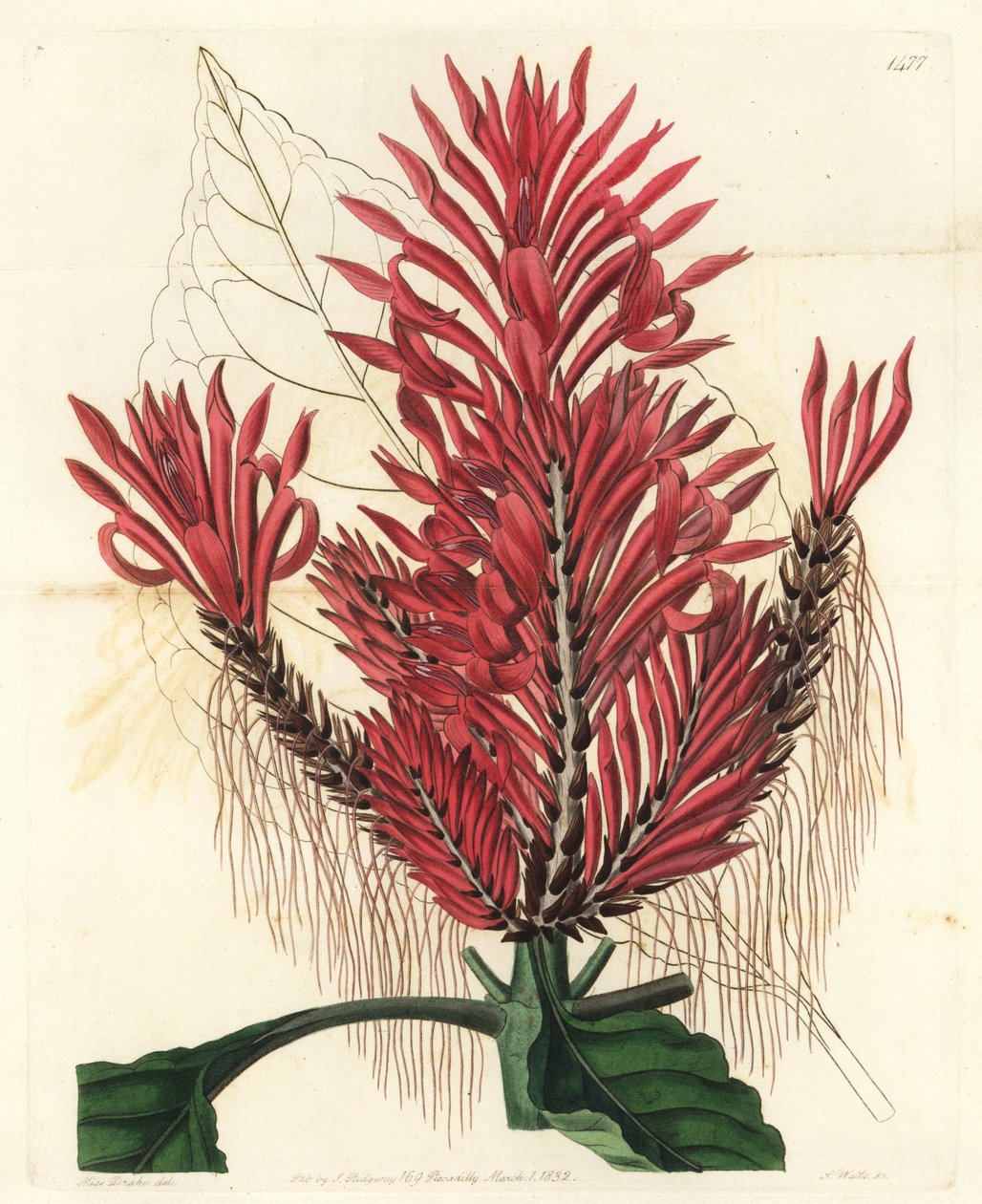 Aphelandra arborea (Crested aphelandra, Aphelandra cristata). S. Watts kézi színű rézmetszet Sarah Drake illusztrációja után a Sydenham Edwards Botanical Register-ből, Ridgeway, London alkotó: Sydenham Teast Edwards