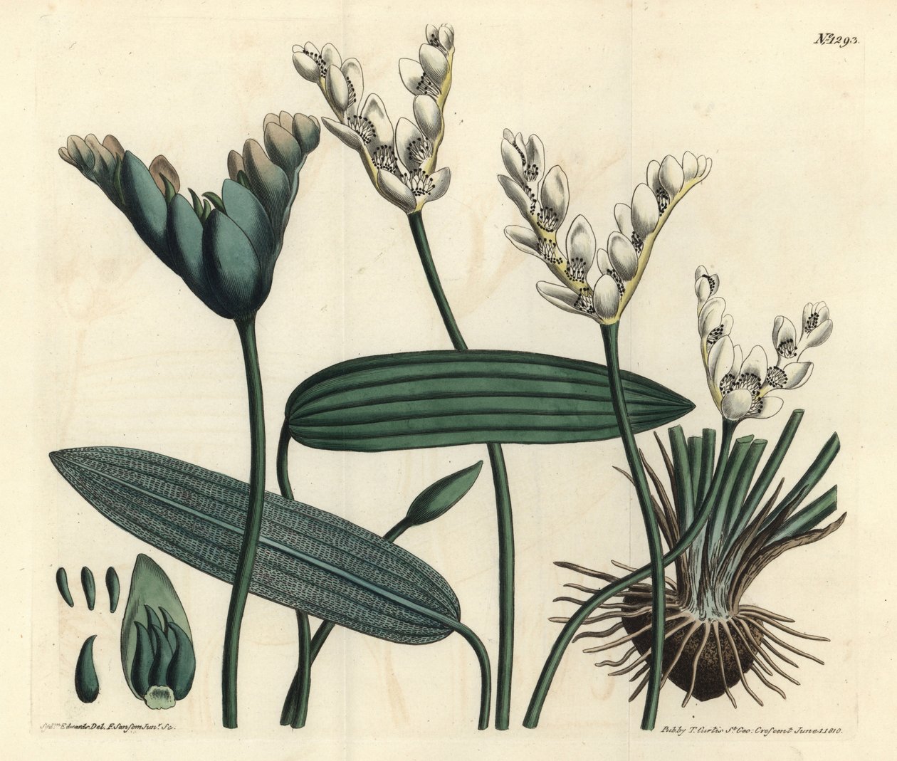 Aponogeton illatos - Cap-padweed, Aponogeton distachyos (villás virágú aponogeton, Aponogeton distachyon). F. Sansom Jr. kézi színű rézmetszete Sydenham Edwards illusztrációja után, William Curtis Botanical Magazine, T. Curtis, alkotó: Sydenham Teast Edwards