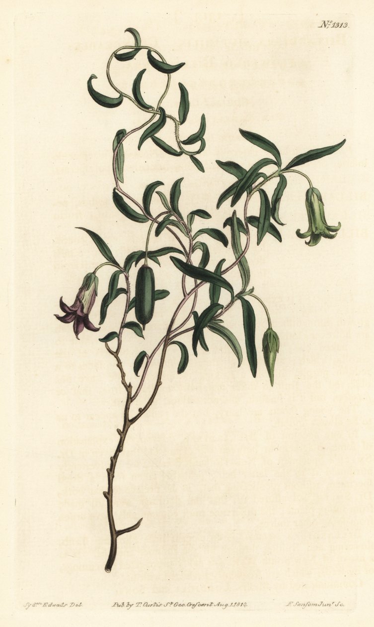 Almabogyó vagy változtatható virágú billardiera, Billardiera mutabilis – F. Sansom Jr. kézi színű rézmetszet, Sydenham Edwards illusztrációja után, William Curtis Botanical Magazine, T. Curtis, London alkotó: Sydenham Teast Edwards