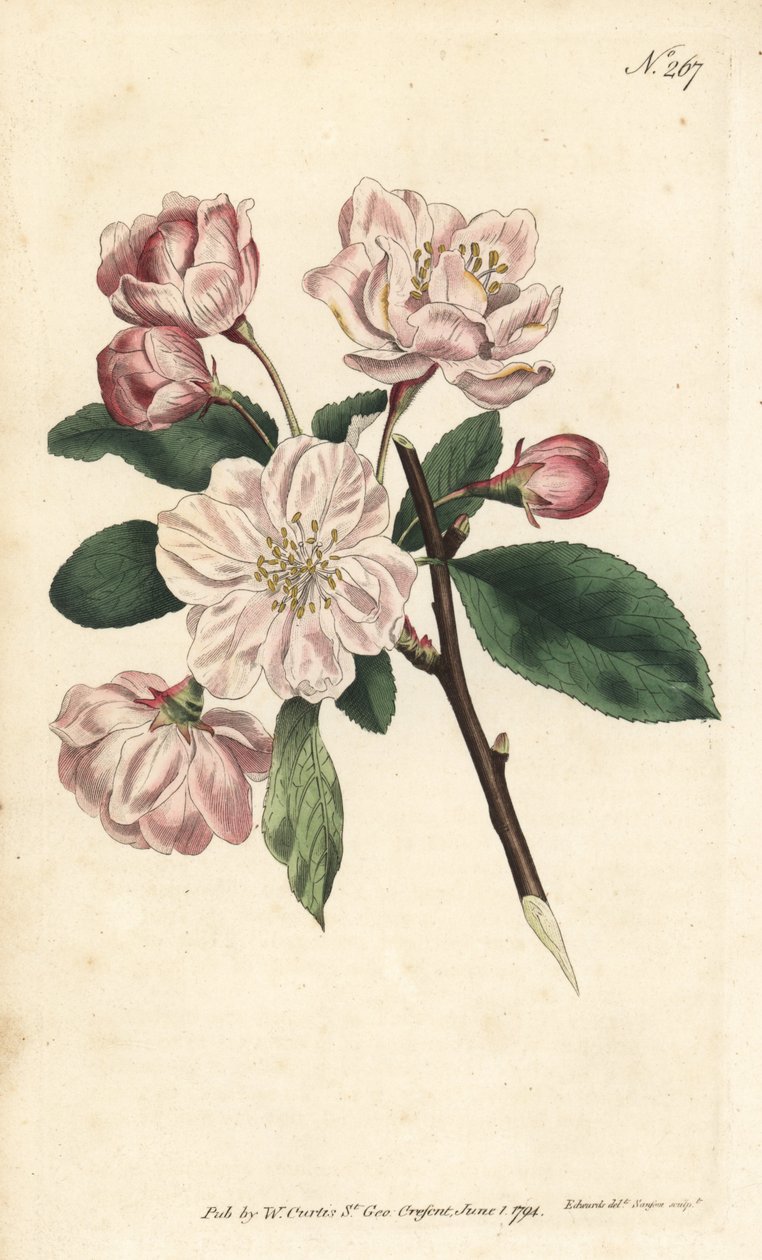 Almafa díszvirággal - kínai virágzó alma, Malus spectabilis (kínai almafa, Pyrus spectabilis). Sansom kézzel színezett rézmetszet Sydenham Edwards illusztrációja nyomán William Curtis Botanical Magazine Londonból alkotó: Sydenham Teast Edwards