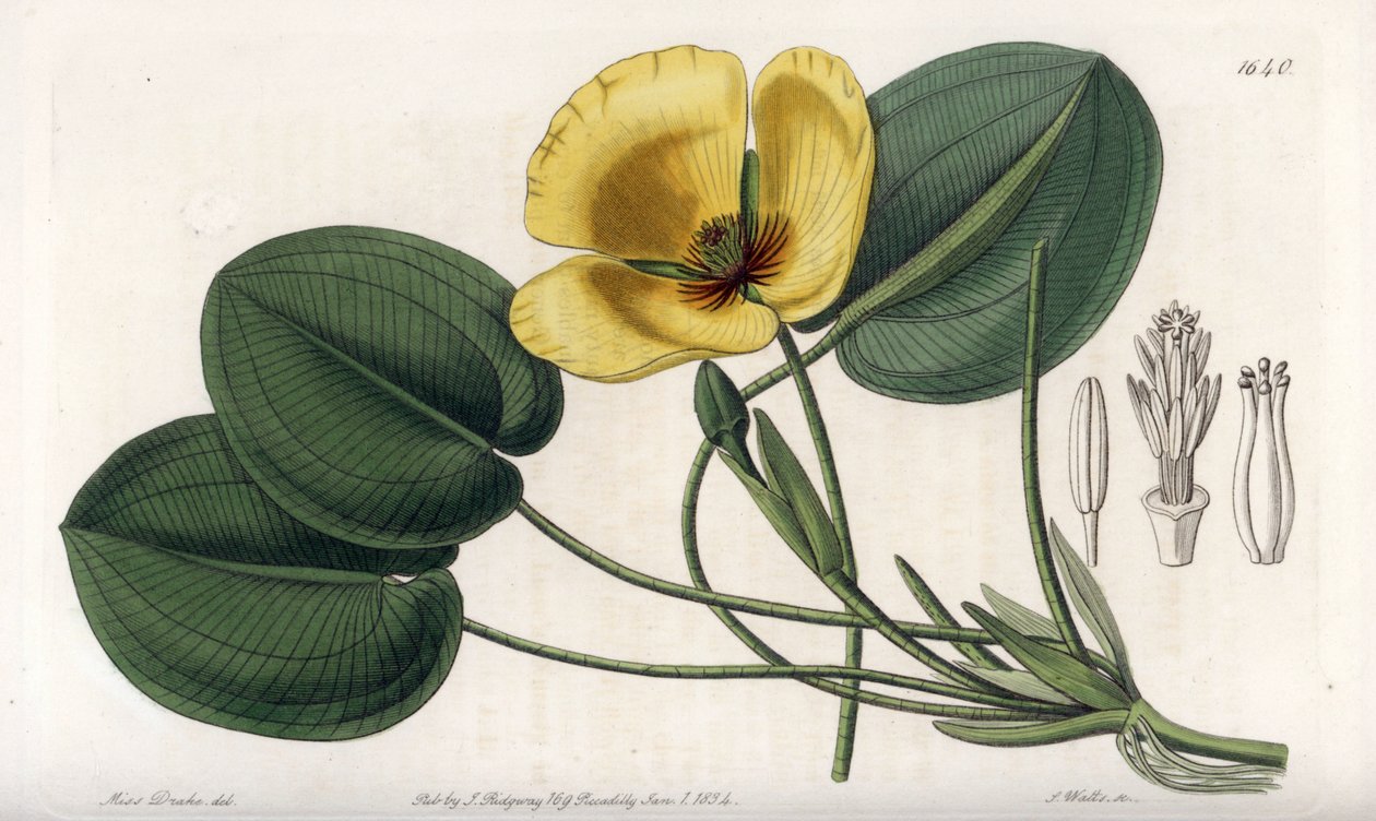 Vízi mák – S. Watts által gravírozott tábla Sarah Anne Drake (1803-1857) illusztrációjáról, Sydenham Edwards (1768-1819) botanikai nyilvántartásából, Angliából alkotó: Sydenham Teast Edwards