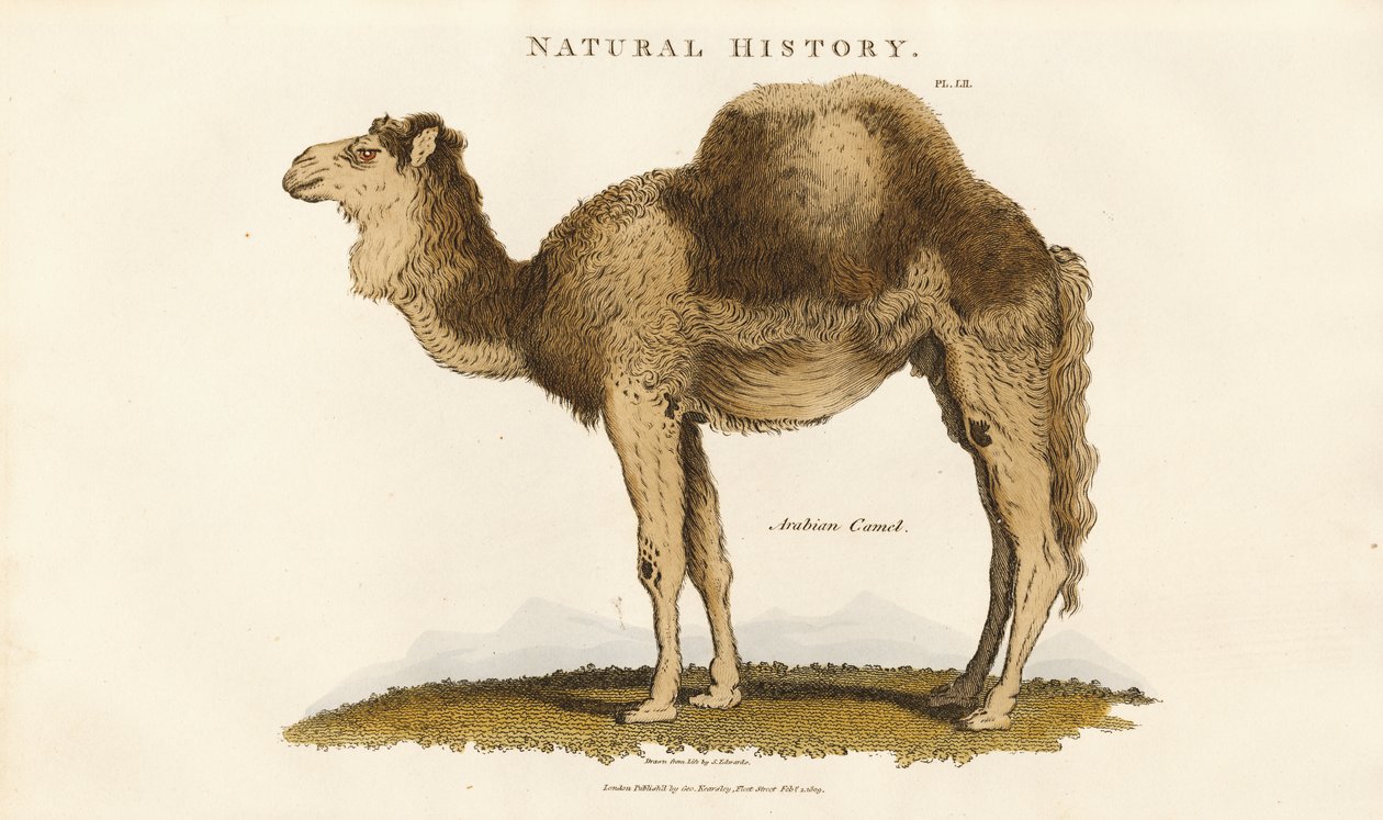 Arab teve alkotó: Sydenham Teast Edwards