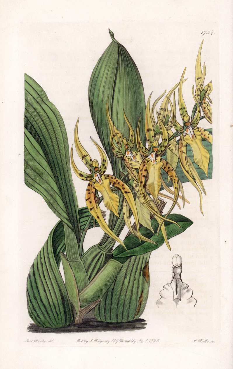 Araignee orchidea – S.Watts által gravírozott tábla Sarah Anne Drake (1803-1857) illusztrációjáról, Sydenham Edwards (1768-1819) botanikai nyilvántartásából, Angliából alkotó: Sydenham Teast Edwards