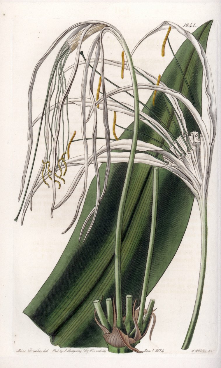Araignee liliom vagy tengeri nárcisz vagy tengeri liliom – S.Watts által gravírozott tábla Sarah Anne Drake (1803-1857) illusztrációjáról, a Sydenham Edwards (1768-1819) botanikai nyilvántartásából, Angliából alkotó: Sydenham Teast Edwards