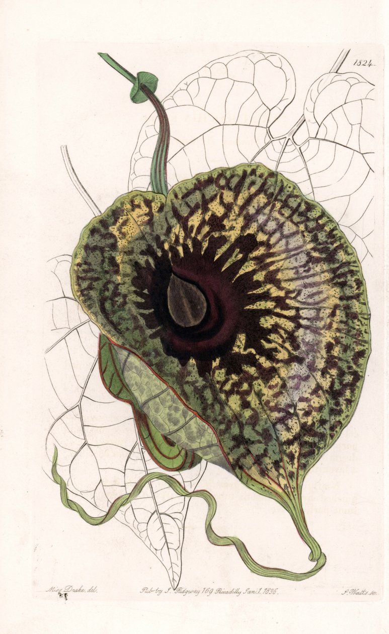 Aristoloche Variete – S.Watts által gravírozott tábla Sarah Anne Drake (1803-1857) illusztrációjáról, a Sydenham Edwards (1768-1819) botanikai nyilvántartásából, Angliából alkotó: Sydenham Teast Edwards