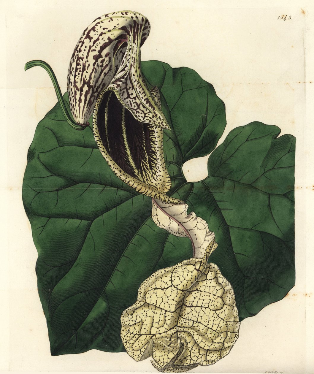 Aristoloche variete - Csónakvirágú anyafű, Aristolochia cymbifera. S. Watts kézi színű rézmetszet Miss Sarah Drake illusztrációja nyomán a Sydenham Edwards Botanical Register-ből, Ridgeway, London alkotó: Sydenham Teast Edwards