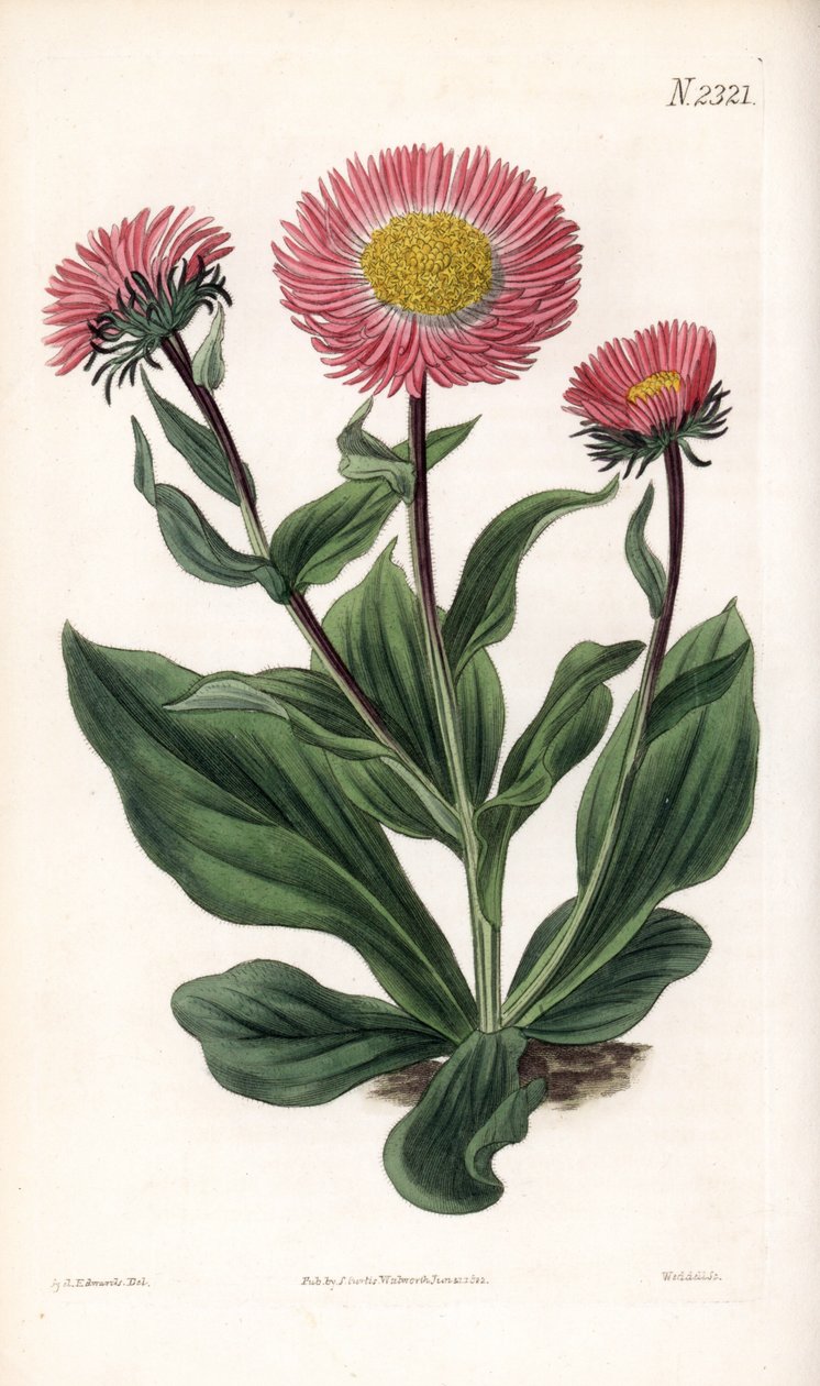 Aster Variete - Finom sugaras csillagfű, Aster alwartensis, őshonos a Kaukázusban. Weddell kézi színű rézmetszet Sydenham Edwards illusztrációja után Samuel Curtis „” Botanical Magazine” című londoni magazinjából alkotó: Sydenham Teast Edwards
