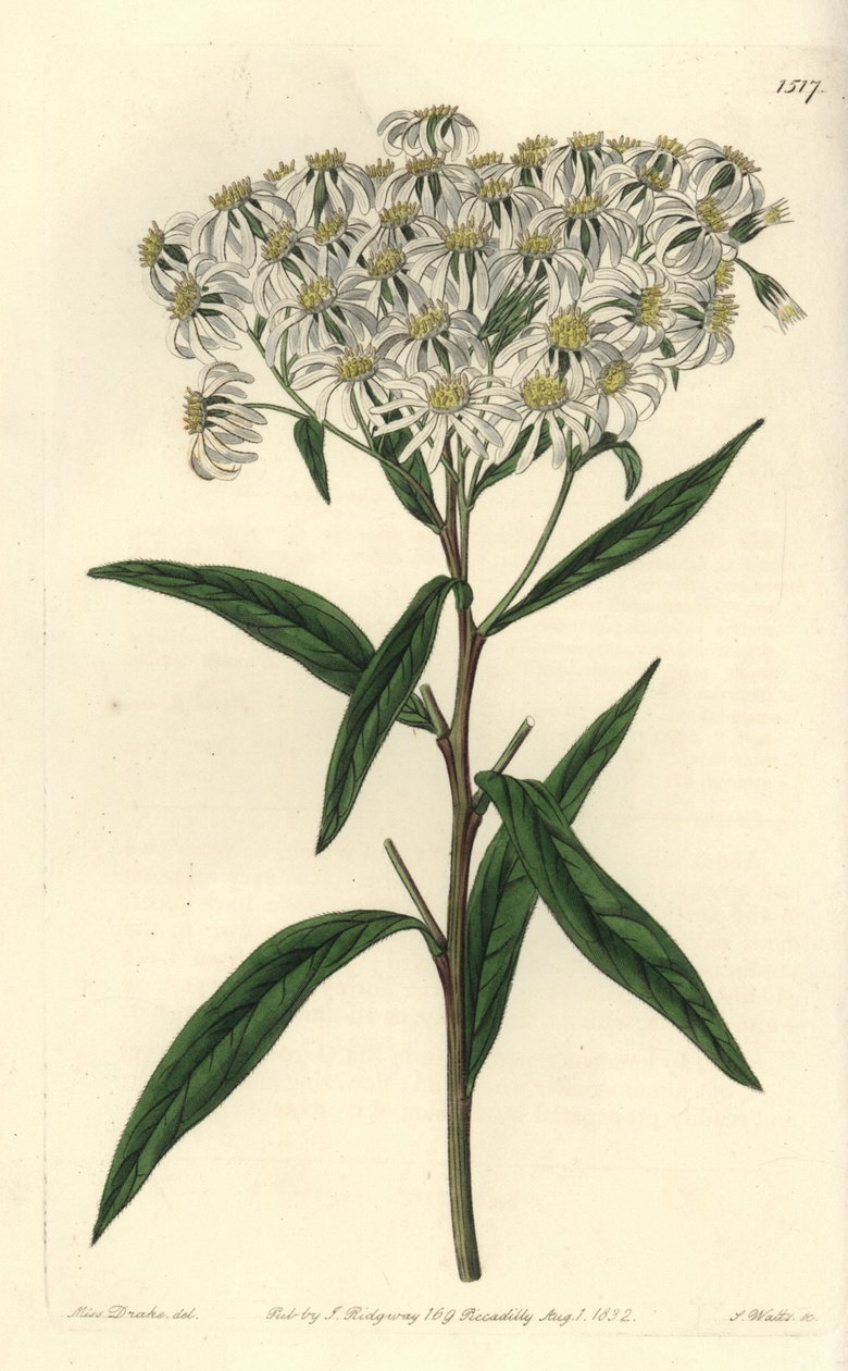 Aster a umbellata - Lapos tetejű őszirózsa, Doellingeria umbellata (Mandulalevelű őszirózsa, Aster amygdalinus). S. Watts kézi színű rézmetszet Miss Sarah Drake illusztrációja után a Sydenham Edwards Botanical Register-ből, Ridgeway, London alkotó: Sydenham Teast Edwards