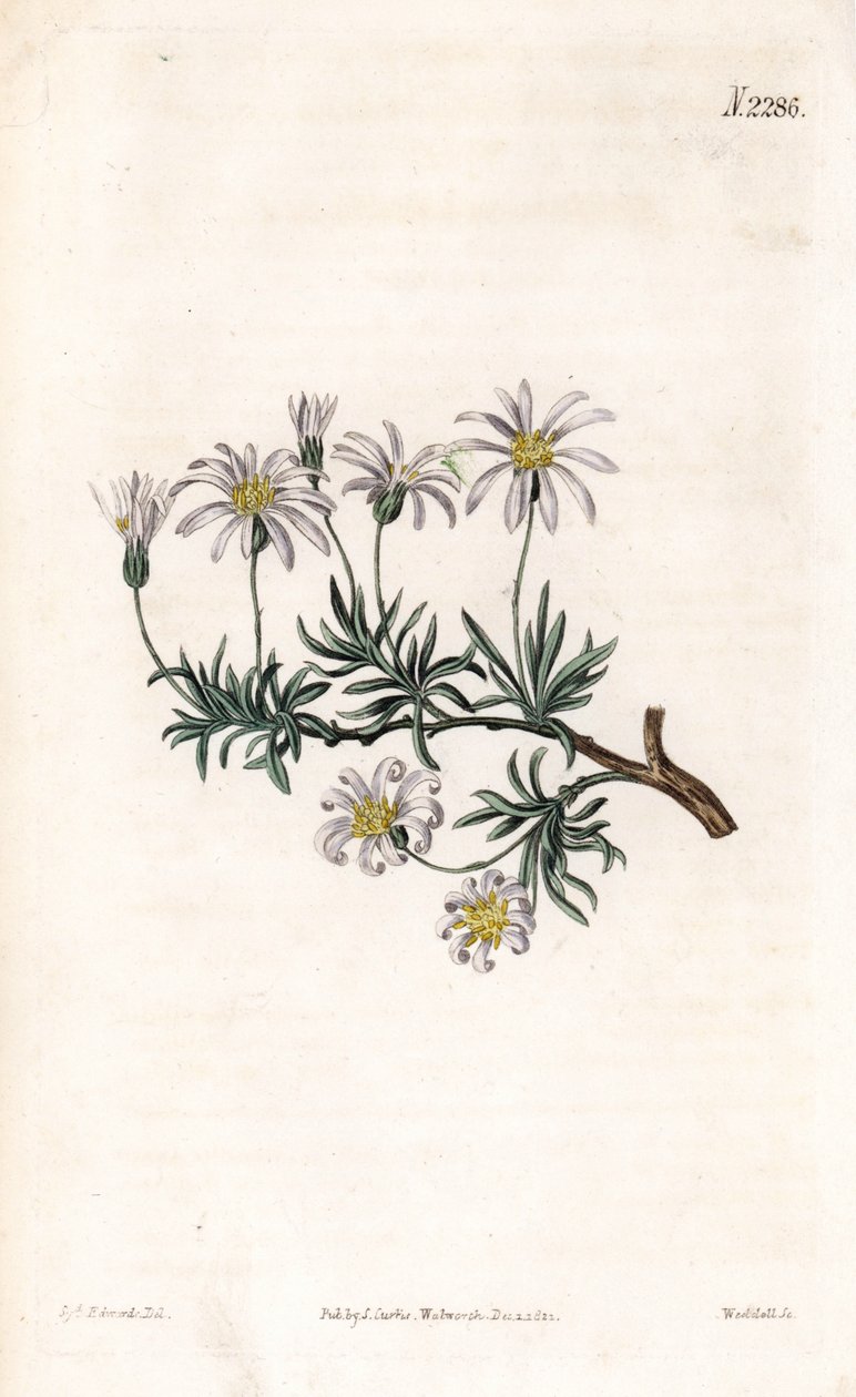 Aster acre - Cserje őszirózsa, Felicia fruticosa (cserjes csillagfű, Aster fruticulosus). Weddell kézzel színezett rézmetszet Sydenham Edwards illusztrációja nyomán Samuel Curtis „” Botanical Magazine” című londoni magazinjából alkotó: Sydenham Teast Edwards
