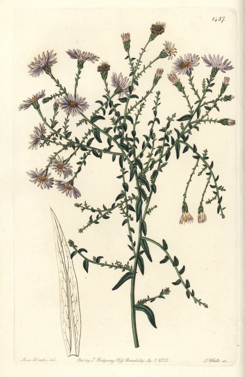 Aster variete - New York-i őszirózsa, Symphyotrichum dumosum (Coris-levelű csillagfű, Aster coridifolius). S. Watts kézi színű rézmetszet Sarah Drake illusztrációja után a Sydenham Edwards Botanical Register-ből, Ridgeway, London alkotó: Sydenham Teast Edwards