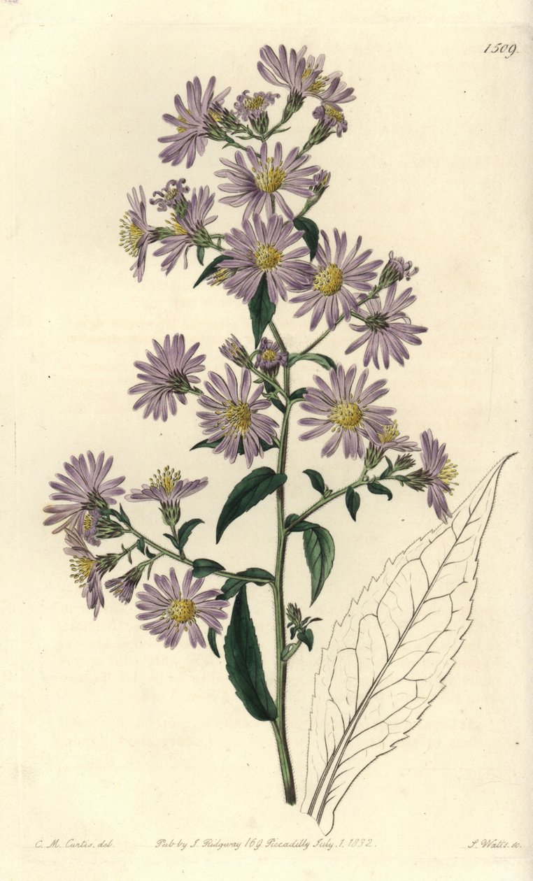 Aster variete - Panicled aster, Symphyotrichum lanceolatum (Pallid aster, Aster pallens). S. Watts kézi színű rézmetszet Charles M Curtis illusztrációja után a Sydenham Edwards Botanical Register-ből, Ridgeway, London alkotó: Sydenham Teast Edwards