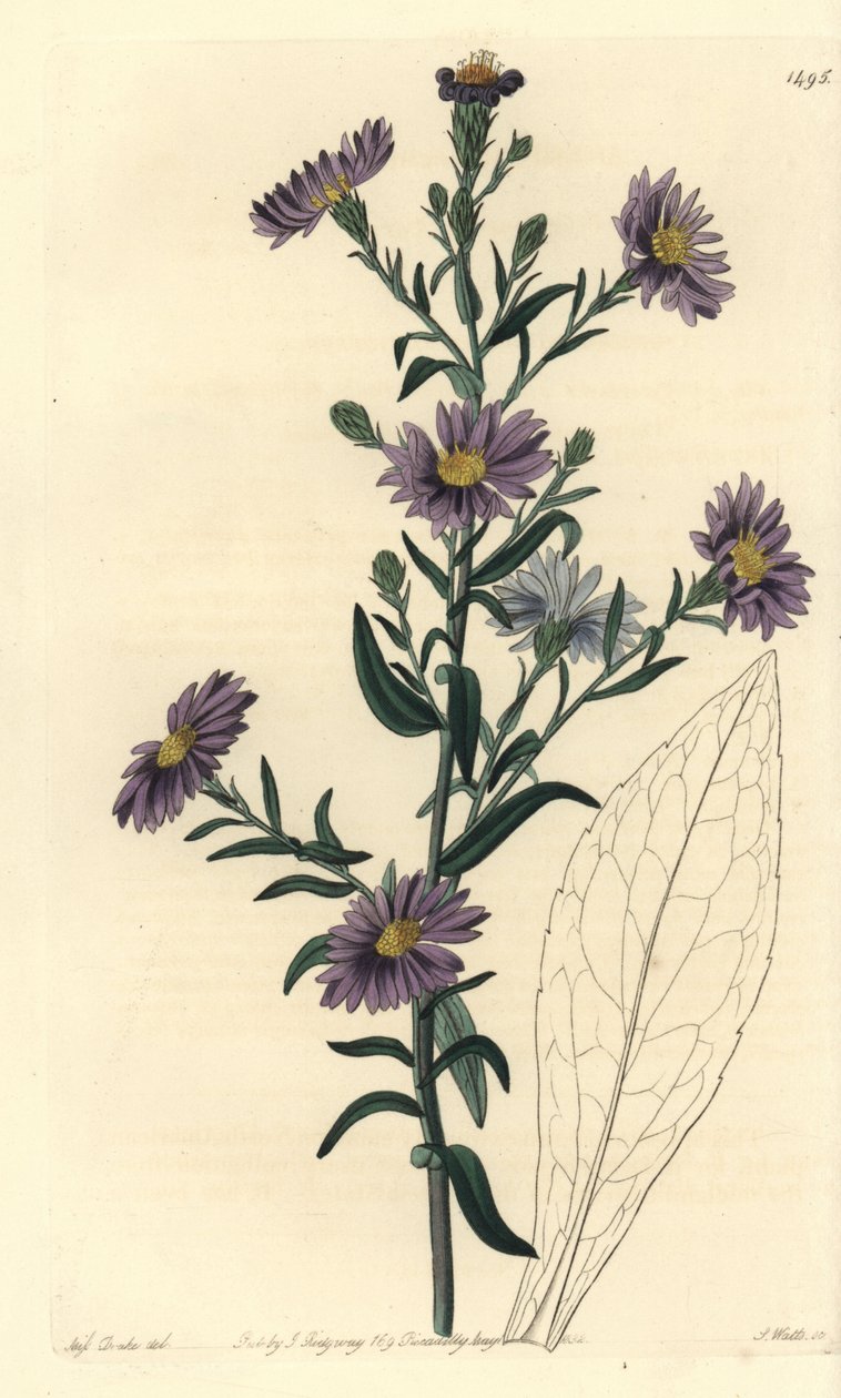 Aster variete - Sima őszirózsa, Symphyotrichum laeve (Glaucous aster, Aster cyaneus). S. Watts kézi színű rézmetszet Miss Sarah Drake illusztrációja nyomán a Sydenham Edwards Botanical Register-ből, Ridgeway, London alkotó: Sydenham Teast Edwards