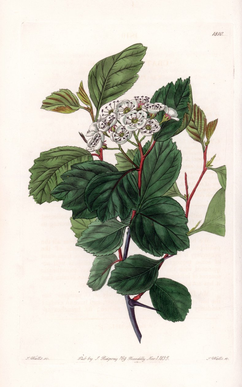 Aubepine vagy fehér tövis, Észak-Amerikában őshonos – S. Watts metszete, Sarah Anne Drake (1803-1857) illusztrációja alapján, a Sydenham Edwards (1768-1819) botanikai nyilvántartásából, Angliából alkotó: Sydenham Teast Edwards