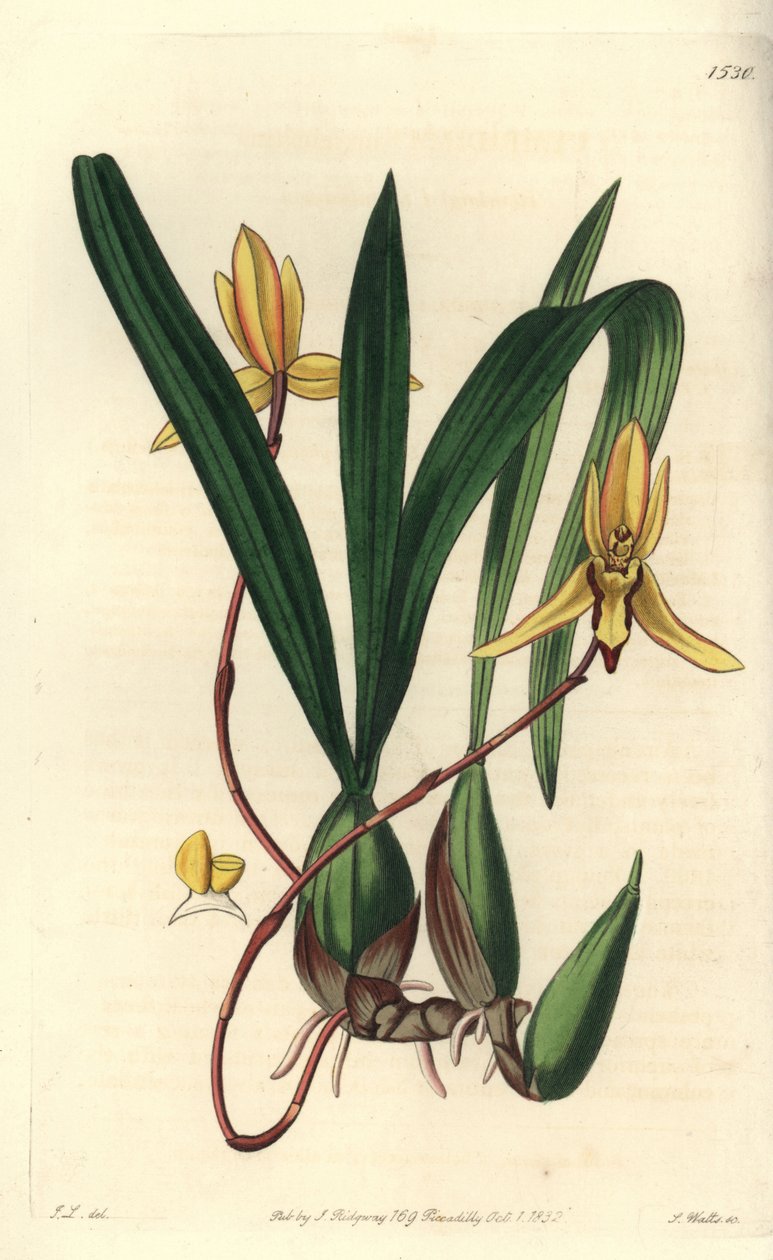 Ausztrál epifita orchideafajta - Brasiliorchis marginata orchidea (Vörös szélű cymbidium orchidea, Cymbidium marginatum). S. Watts kézi színű rézmetszet John Lindley illusztrációja nyomán a Sydenham Edwards Botanical Register-ből, Ridgewa alkotó: Sydenham Teast Edwards