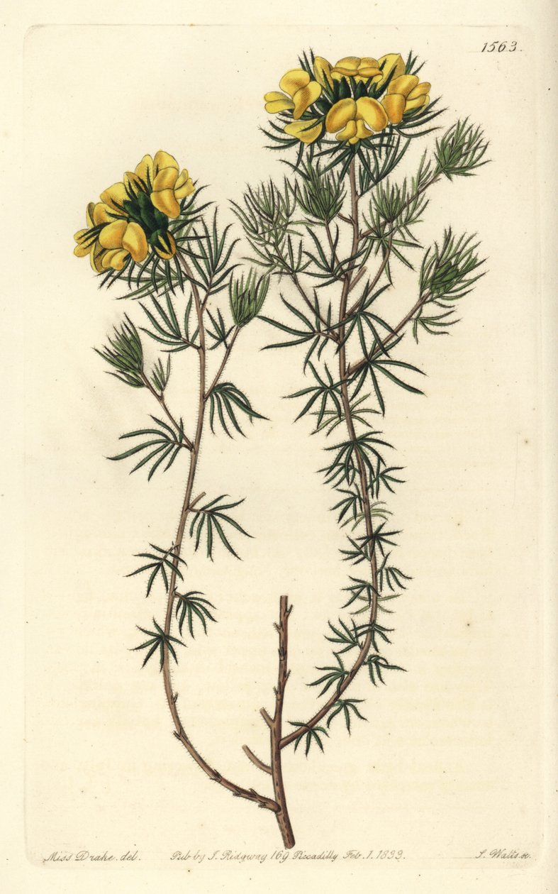 Ausztrál gompholobium variete - Capitate gompholobium, Gompholobium capitatum. S. Watts kézi színű rézmetszet Miss Sarah Drake illusztrációja nyomán a Sydenham Edwards Botanical Register-ből, Ridgeway, London alkotó: Sydenham Teast Edwards
