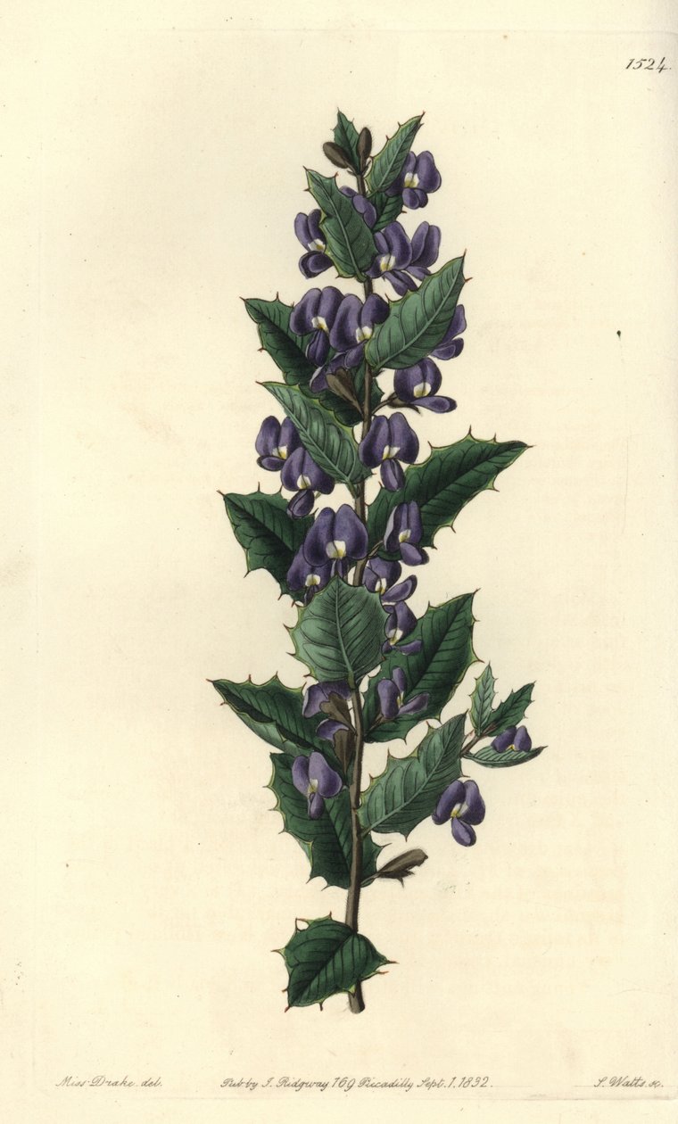 Ausztrál hovea cserjefajta - Hovea chorizemifolia (Chorozemma-levelű hovea, Hovea chorozemaefolia). S. Watts kézi színű rézmetszet Miss Sarah Drake illusztrációja nyomán a Sydenham Edwards Botanical Register-ből, Ridgeway, London alkotó: Sydenham Teast Edwards