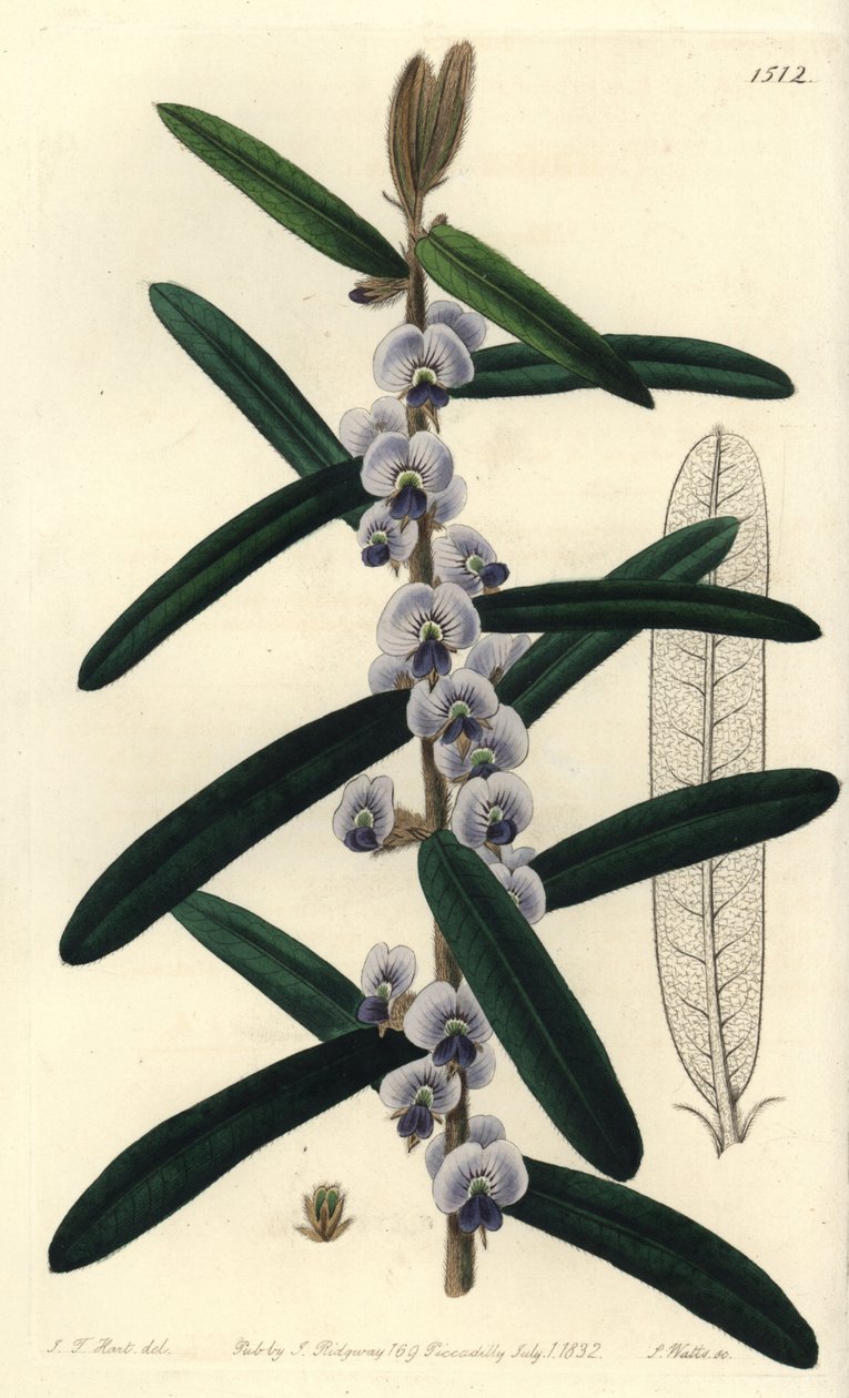 Ausztrál hovea cserjefajta - Shaggy hovea, Hovea villosa. S. Watts kézi színű rézmetszete J.T. illusztrációja után. Hart a Sydenham Edwards Botanical Register-ből, Ridgeway, London alkotó: Sydenham Teast Edwards