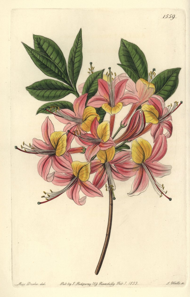 Azalee pontic yellow - Sárga azálea, Rhododendron luteum (Changeable Pontic azalea, Azalea pontica versicolor). S. Watts kézi színű rézmetszet Miss Sarah Drake illusztrációja után a Sydenham Edwards Botanical Register-ből, Ridgeway, L alkotó: Sydenham Teast Edwards