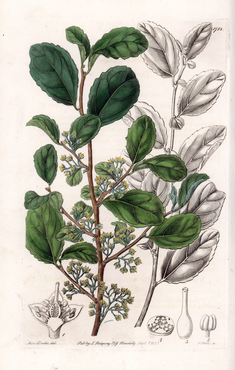 Azara Variete – S.Watts által gravírozott tábla Sarah Anne Drake (1803-1857) illusztrációjáról, a Sydenham Edwards (1768-1819) botanikai nyilvántartásából, Anglia alkotó: Sydenham Teast Edwards