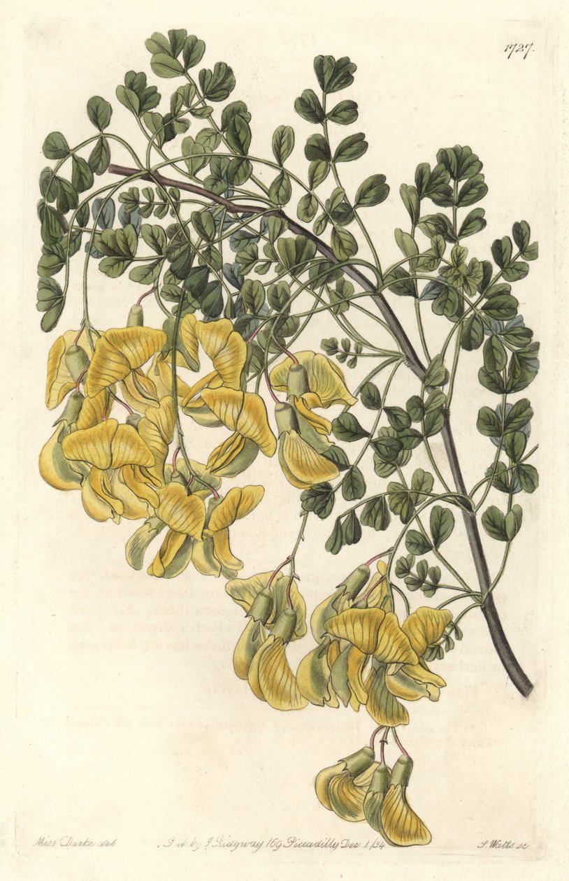 Baguenaudier du Nepal – S. Watts Water forte Sarah Anne Drake (1803-1857) illusztrációjából, a botanikai nyilvántartásból alkotó: Sydenham Teast Edwards