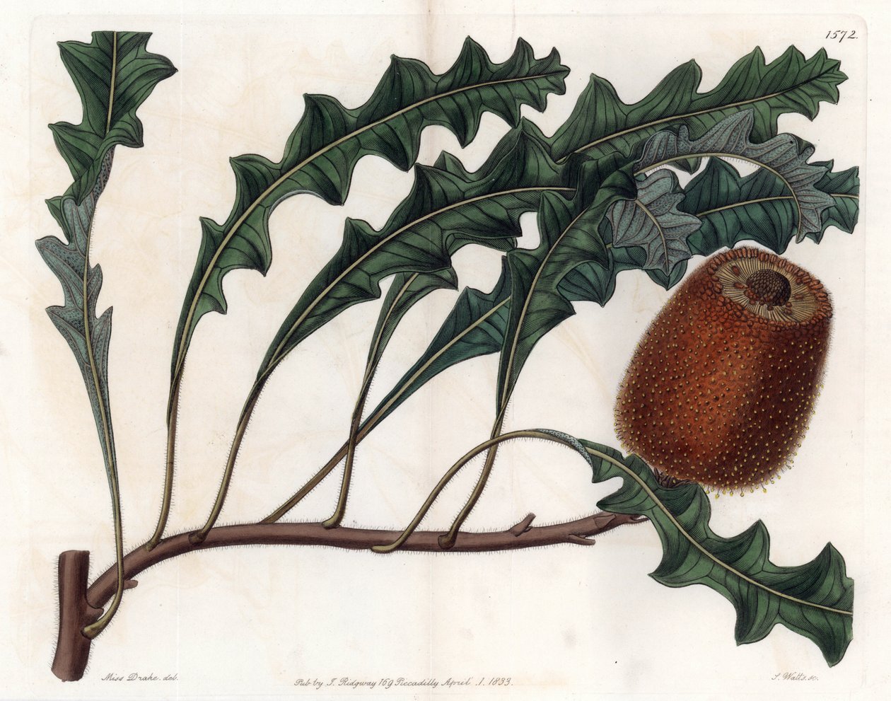 Banksia gardneri, Australian Oiginary – Metszett: S.Watts, Sarah Anne Drake (1803-1857) illusztrációja alapján, a Sydenham Edwards (1768-1819) botanikai nyilvántartásából, Angliából alkotó: Sydenham Teast Edwards