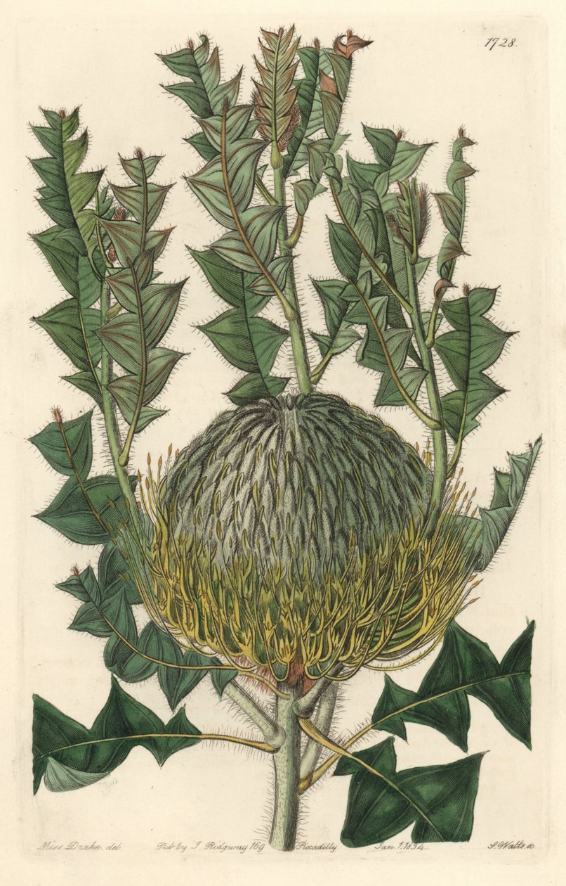 Banksia speciosa, eredetileg Ausztráliából – S. Watts erős víz Sarah Anne Drake (1803-1857) illusztrációjából, a botanikai nyilvántartásból alkotó: Sydenham Teast Edwards