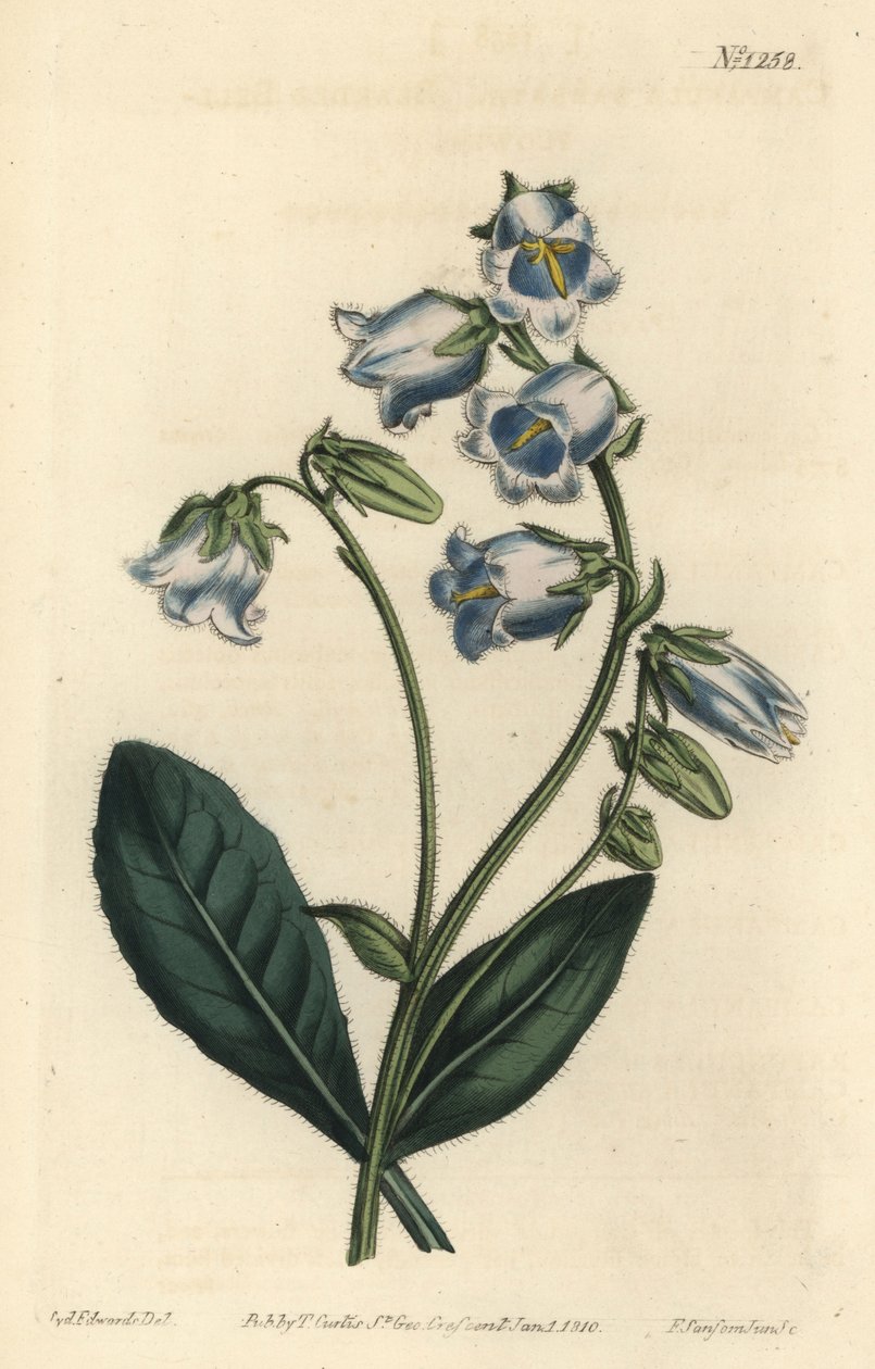 Barbue – Szakállas harangvirág, Campanula barbata – F. Sansom Jr. kézi színű rézmetszete Sydenham Edwards illusztrációja után, William Curtis Botanical Magazine, T. Curtis, London alkotó: Sydenham Teast Edwards