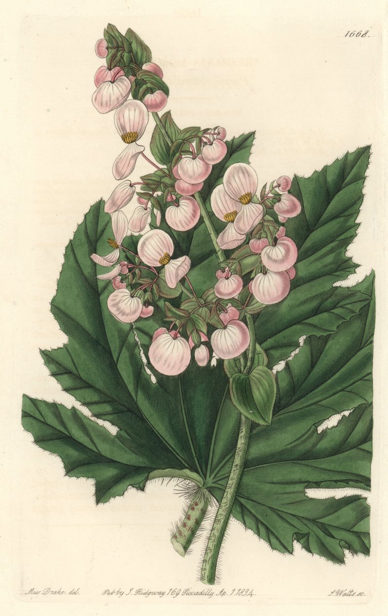 A begóniának halvány rózsaszín virágai vannak, Mexikóban őshonos – Erős víz, S. Watts Sarah Anne Drake (1803-1857) illusztrációjából, a Botanical Registerből alkotó: Sydenham Teast Edwards