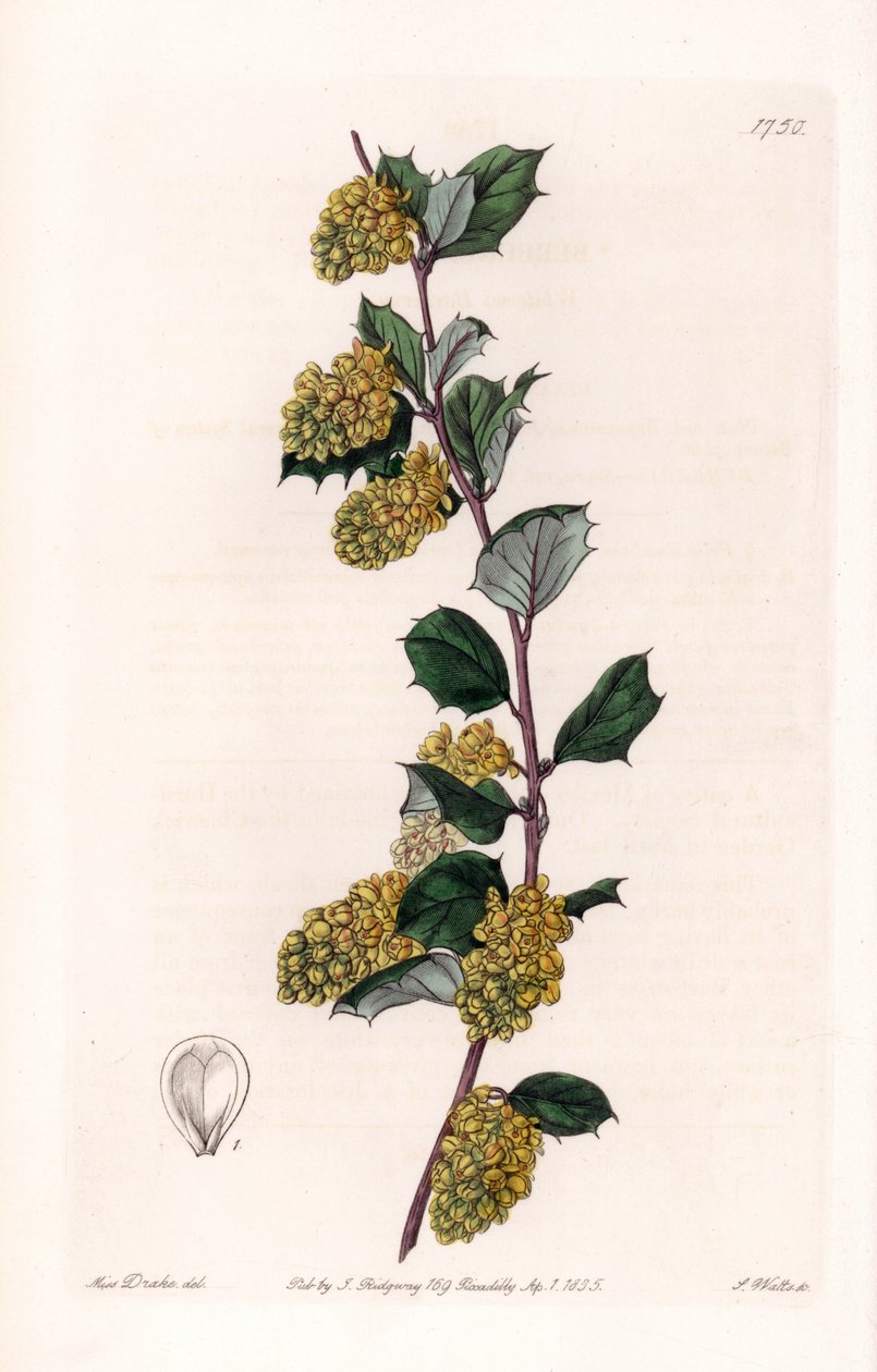 Berberis – S.Watts által gravírozott tábla Sarah Anne Drake (1803-1857) illusztrációjáról, a Sydenham Edwards (1768-1819) botanikai nyilvántartásából, Anglia alkotó: Sydenham Teast Edwards