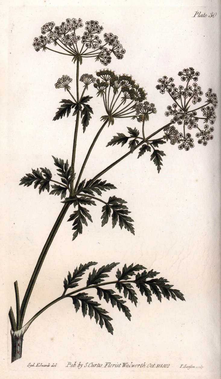 Nagy bürök. Színes rézmetszet, Sydenham Edwards (1768-1819) illusztrációja a Lambethi Botanikus Kert (Anglia) botanikai konferenciájához alkotó: Sydenham Teast Edwards