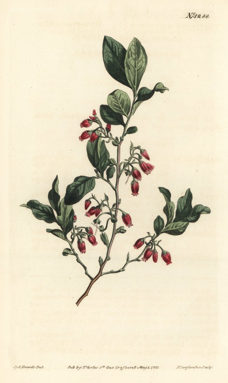 Fekete huckleberry, Gaylussacia baccata (piros virágú nyirkos bogyó, Vaccinium resinosum) – F. Sansom Jr. kézi színű rézmetszete Sydenham Edwards illusztrációja után, William Curtis Botanical Magazine, T. Curtis, London alkotó: Sydenham Teast Edwards