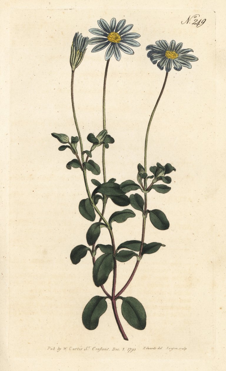 Blue Package, Felicie, Cape Margarita vagy Cape Aster - Kék százszorszép, Felicia amelloides (Kék virágú cineraria vagy Cape Aster, Cineraria amelloides) - Sansom kézi színű rézmetszet Sydenham Edwards William Curtis illusztrációja után alkotó: Sydenham Teast Edwards
