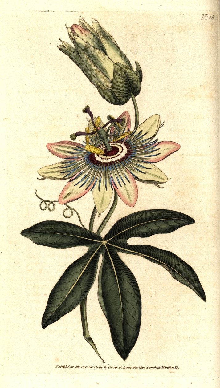 Blue Passiflora - Közönséges golgotavirág, Passiflora caerulea. Kézzel színezett rézmetszet Sydenham Edwards botanikai illusztrációja nyomán William Curtis The Botanical Magazine-jából, Lambeth Marsh, London alkotó: Sydenham Teast Edwards