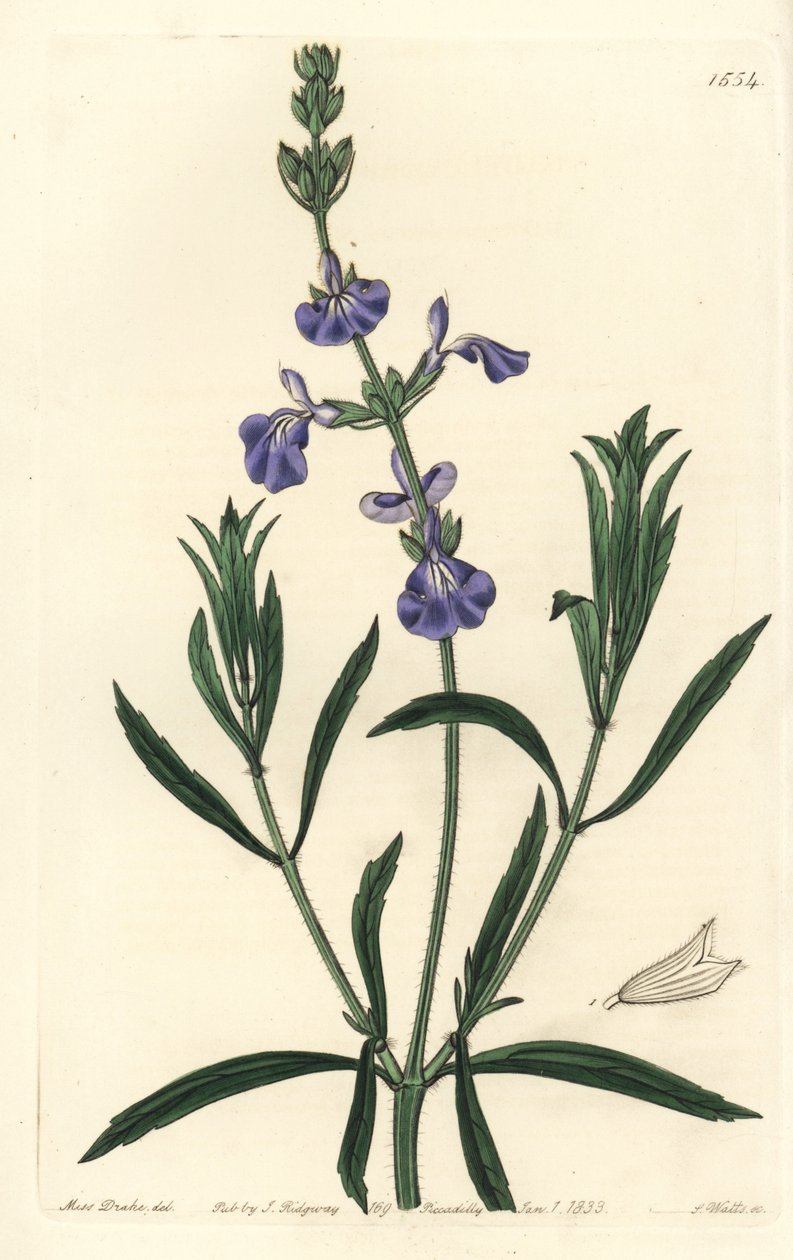 Kékzsálya - Gyepzsálya, Salvia azurea (keskenylevelű zsálya, Salvia angustifolia). S. Watts kézi színű rézmetszet Miss Sarah Drake illusztrációja után a Sydenham Edwards Botanical Register-ből, Ridgeway, London alkotó: Sydenham Teast Edwards