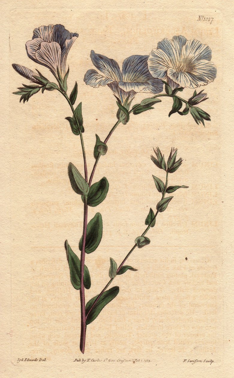Kék-fehér vászon, halványkék virágokkal, Európában őshonos. Kék és fehér len, halványkék virágokkal. Európában őshonos. Linum ascyrifolium. Kézzel színezett rézmetszet Sydenham Edwards botanikai illusztrációjáról William Curtis " alkotó: Sydenham Teast Edwards