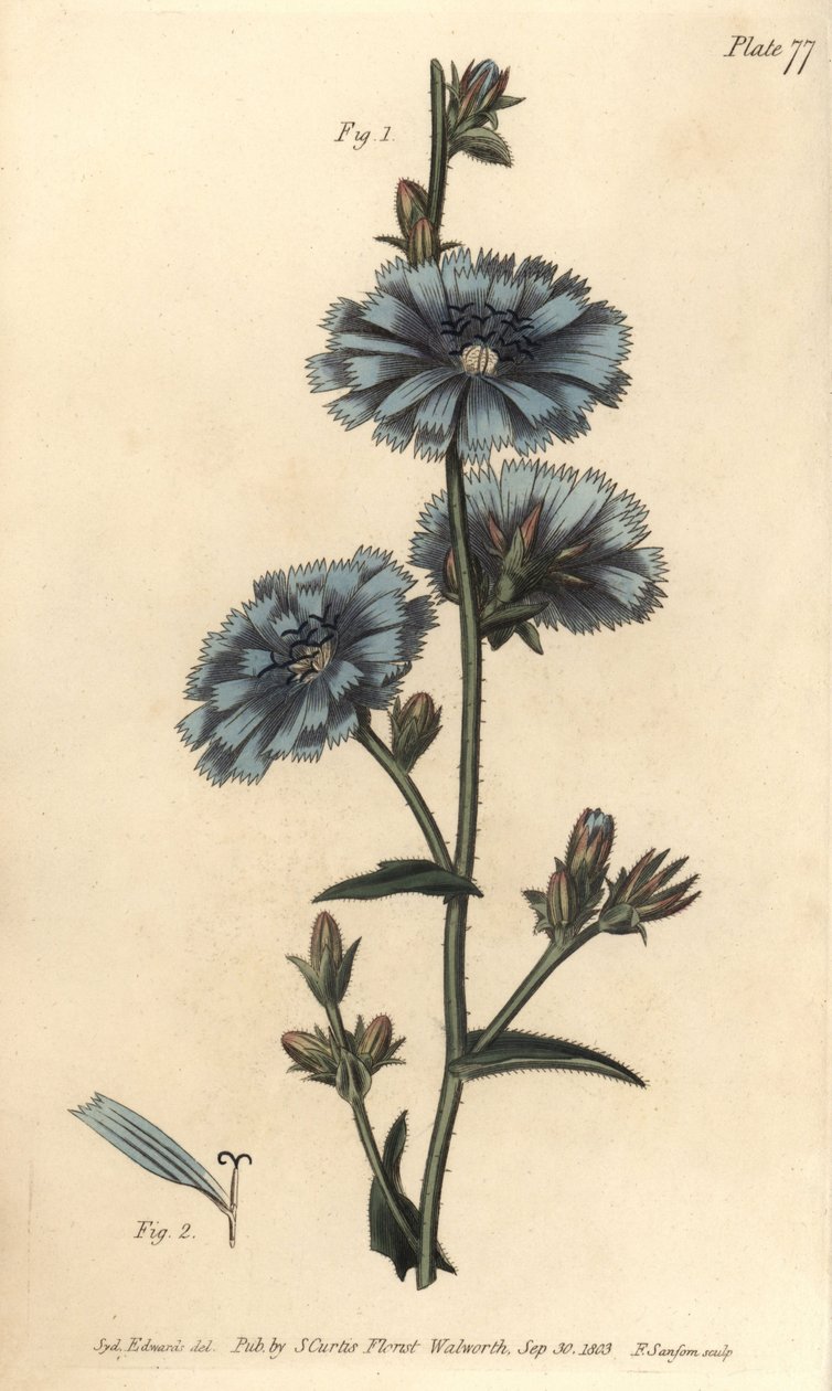 Kék cikória, Cichorium intybus, Polygamia aequalis. F. Sansom kézi színű rézmetszete Sydenham Edwards botanikai illusztrációjáról William Curtis Botanikai előadásaihoz, a lambethi botanikus kertben alkotó: Sydenham Teast Edwards