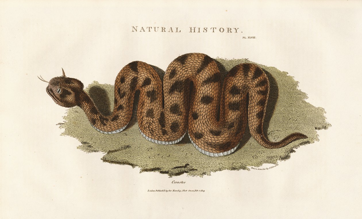 Boa Constrictor alkotó: Sydenham Teast Edwards
