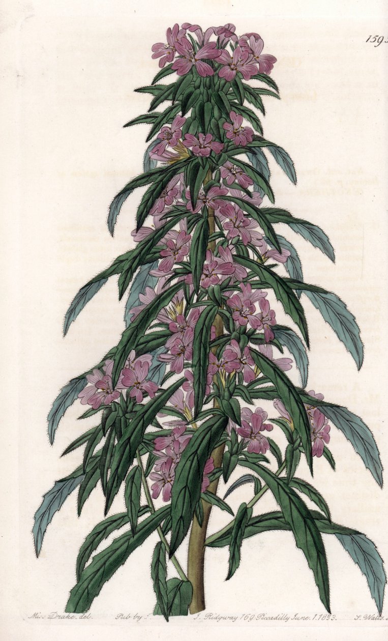 Boisduvalia variete, sűrű virágú epilobe – S.Watts vésett tábla Sarah Anne Drake (1803-1857) illusztrációjából, a Sydenham Edwards (1768-1819) botanikai nyilvántartásából, Angliából alkotó: Sydenham Teast Edwards