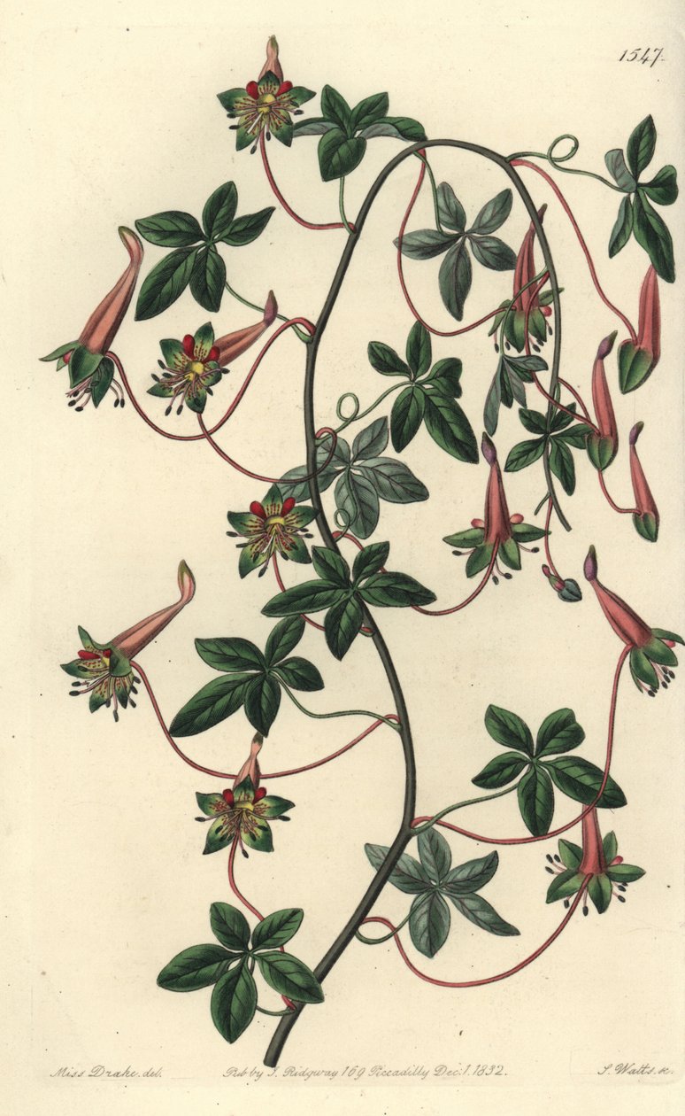 Bolíviai kapucinus - Ötlevelű tropaeoleum, Tropaeoleum pentaphyllum. S. Watts kézi színű rézmetszet Miss Sarah Drake illusztrációja nyomán a Sydenham Edwards Botanical Register-ből, Ridgeway, London alkotó: Sydenham Teast Edwards