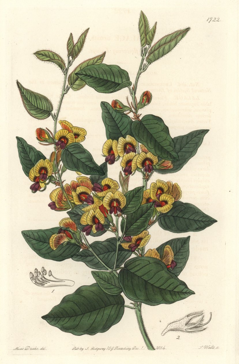 Bossiaea a osztályú virágok, ausztrál eredetű - S. Watts erős víz Sarah Anne Drake (1803-1857) illusztrációjából, a botanikai nyilvántartásból alkotó: Sydenham Teast Edwards