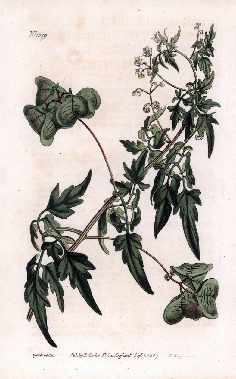 Botanika: cardiospermium vagy szívborsó. Sima szívborsó vagy ballonnövény, Cardiospermum halicacabum. F. Sansom kézi rézmetszete Sydenham Edwards illusztrációjáról, William Curtis