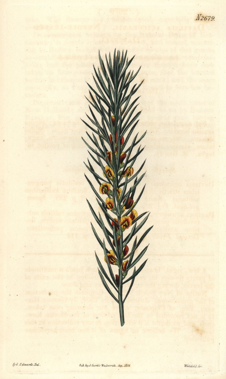 Ausztráliában őshonos Daviesia Aicularis cserje tűlevelű ága. Illusztráció: Sydenham Edwards, metszet Weddell. Eau forte a The Curtis Botanical Magazine-ban, Samuel Curtistől alkotó: Sydenham Teast Edwards