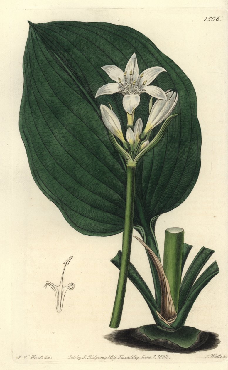 Brisbane liliom, Proiphys cunninghamii (Mr. Cunningham